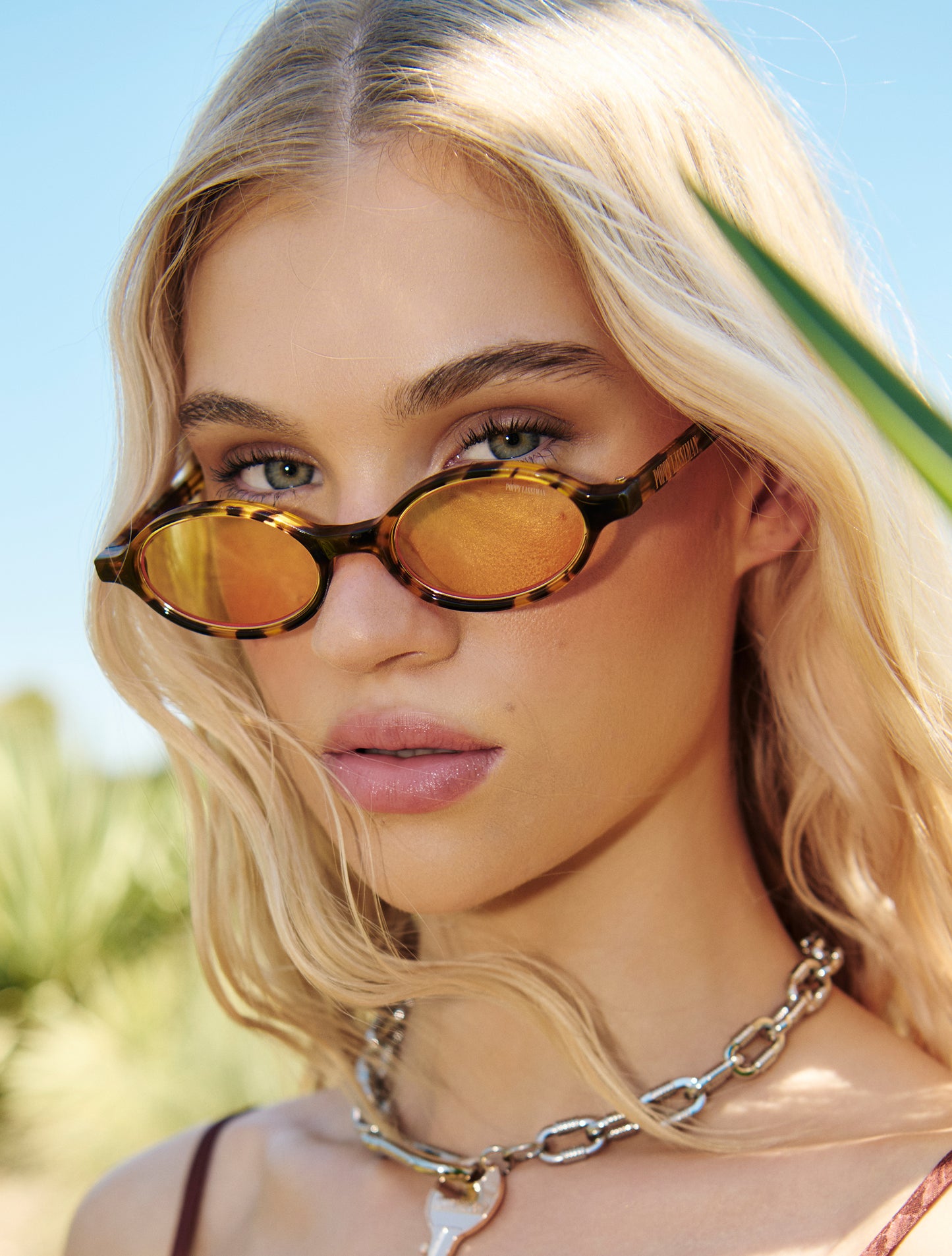 Bertie - Yellow Torti / Yellow